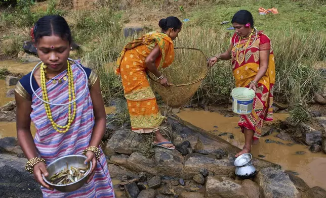 Sunita Muduli, right, from the Paroja Indigenous community, along with others, tries to catch fish in a stream during the Chaitra Parab festival, a monthlong harvest celebration in Putpondi village, Koraput district, in India's eastern state of Odisha, Tuesday, April 15, 2025. (AP Photo/Rafiq Maqbool)