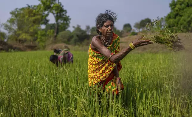 Budri Munduli, a Gadaba Indigenous woman, tends to her paddy fields outside near her homestead in Hatipakhna village, Koraput district, in India's eastern state of Odisha, Wednesday, April 16, 2025. (AP Photo/Rafiq Maqbool)