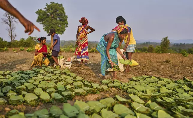 Women, from the Gadaba Indigenous communities, gather tendu leaves to sell in Hatipakna village, Koraput district, in India's eastern state of Odisha, Wednesday, April 16, 2025. (AP Photo/Rafiq Maqbool)