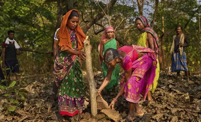 Saita Dhangada Majhiin, right, from the Gadaba Indigenous community marks the boundary of her village area with the help of others in Pangan Pani village in Koraput district, in India's eastern state of Odisha, Wednesday, April 16, 2025. (AP Photo/Rafiq Maqbool)