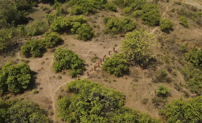 Women from Gadaba Indigenous community walk to collect vegetables and wood from the forest in Hatipakna village, Koraput district, in India's eastern state of Odisha, Wednesday, April 16, 2025. (AP Photo/Rafiq Maqbool)