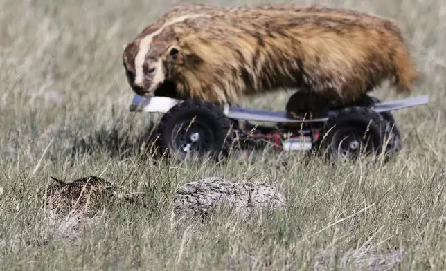 In this photo provided by the Smithsonian in June 2024, a long-billed curlew, bottom left, reacts to the "badgerinator," a simulated predator, during field research on prairie dog/long-billed curlew interactions at the American Prairie reserve in Montana. (Andrew Dreelin/Smithsonian National Zoo and Conservation Biology Institute via AP)