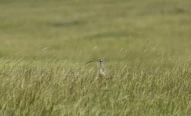This photo provided by the Smithsonian in June 2024 shows a long-billed curlew at the Fort Belknap Indian Community in Montana. (Brett Kuxhausen/Smithsonian's National Zoo and Conservation Biology Institute via AP)