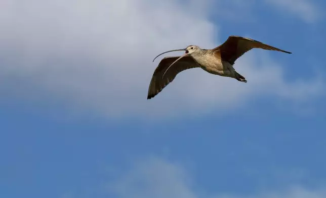 In this photo provided by the Smithsonian in June 2024, a long-billed curlew flies over the American Prairie reserve in Montana. (Andy Boyce/Smithsonian National Zoo and Conservation Biology Institute via AP)