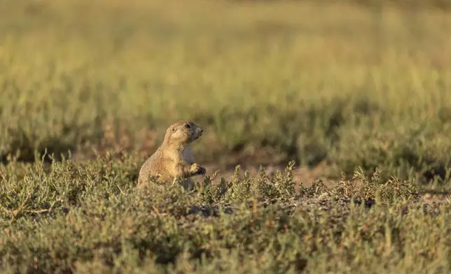 This photo provided by the Smithsonian in June 2024 shows a prairie dog at the American Prairie nature preserve in Montana. (Roshan Patel/Smithsonian National Zoo and Conservation Biology Institute via AP)