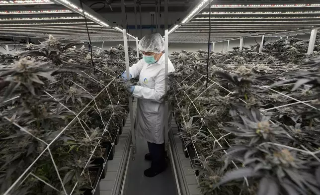 FILE -A worker tends to cannabis plants at a farm in Kanchanaburi province, west of Bangkok, Thailand, July 16, 2024. (AP Photo/Sakchai Lalit, File)