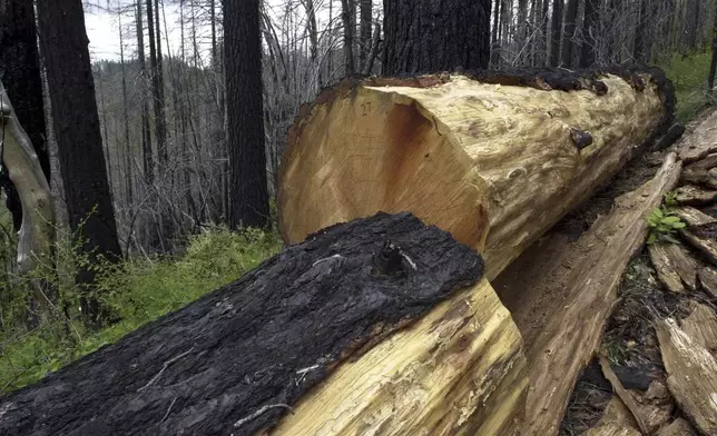 FILE - A cut tree lies on the ground June 12, 2006 inside Unit 2 of the Mike's Gulch timber sale on the Rogue River-Siskiyou National Forest in southwestern Oregon. (AP Photo by Jeff Barnard,File)