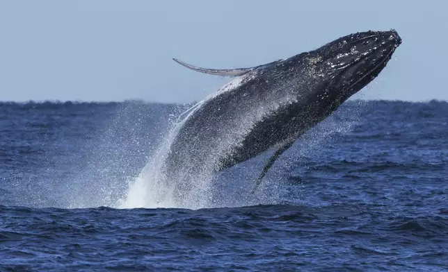 A humpback whale breaches off the coast of Port Stephens north of Sydney, Australia, Wednesday, June 18, 2025. (AP Photo/Mark Baker)