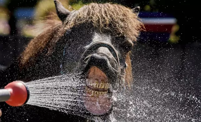 An Icelandic horse drinks water from a water hose at a stud farm in Wehrheim near Frankfurt, Germany, Monday, June 30, 2025, at the beginning of a multi-day heat wave. (AP Photo/Michael Probst)