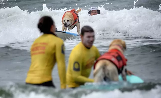 Jeffrey Nieboer, top right, watches as his Labrador retriever Charlie takes off on a wave while competing in the annual Incredible Dog Challenge western regional surfing competition in Huntington Beach, Calif., Friday, June 20, 2025. (AP Photo/Richard Vogel)