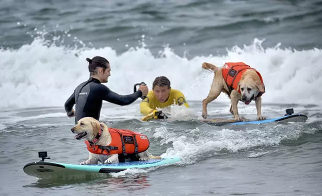 Rosie a 2 1/2 year-old Labrador from Santa Cruz, Calif., takes off on a wave ahead of Charlie, a 10-year-old Lab from San Diego, during the 28th Annual Purina Pro Plan Incredible Dog Challenge Western Regionals Competition in Huntington Beach, Calif., on Friday, June 20, 2025. (AP Photo/Richard Vogel)