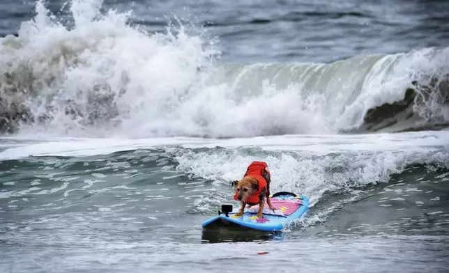 Eleven-year-old terrier Carson catches a wave during the annual Incredible Dog Challenge western regional surfing competition in Huntington Beach, Calif., Friday, June 20, 2025. (AP Photo/Richard Vogel)