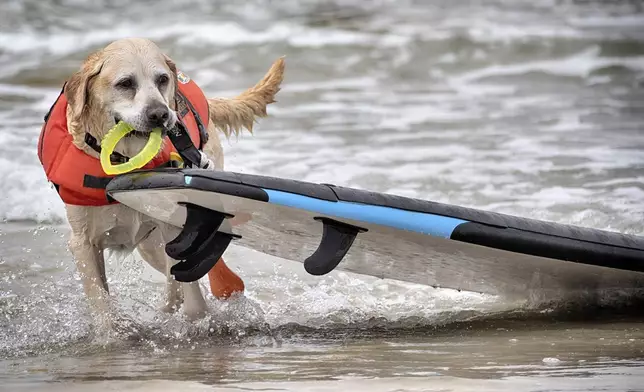 Charlie, a Labrador retriever, pulls his surfboard after competing in the annual Incredible Dog Challenge western regional surfing competition in Huntington Beach, Calif., Friday, June 20, 2025. (AP Photo/Richard Vogel)