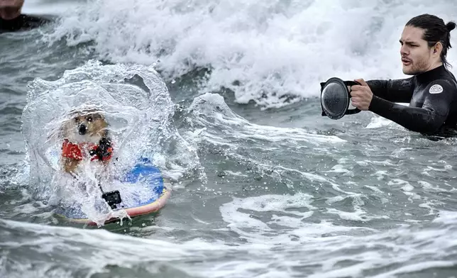 A photographer takes a shot of Marlee, a Pembroke Welsh corgi, as she barrels through a wave while competing in the annual Incredible Dog Challenge western regional surfing competition in Huntington Beach, Calif., Friday, June 20, 2025. (AP Photo/Richard Vogel)