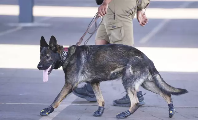 A security dog wears protective shoes due to the heat radiating off the asphalt as it patrols the stadium ahead of the Club World Cup Group D soccer match between Esperance Tunisie and Chelsea in Philadelphia, Tuesday, June 24, 2025. (AP Photo/Matt Slocum)