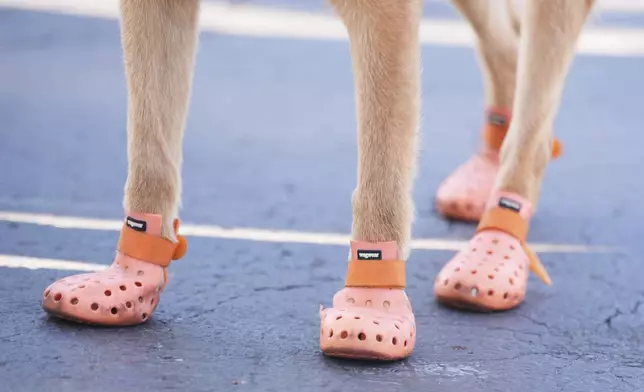 A security dog wears protective shoes due to the heat radiating off the asphalt as it patrols the stadium ahead of the Club World Cup Group D soccer match between Esperance Tunisie and Chelsea in Philadelphia, Tuesday, June 24, 2025. (AP Photo/Matt Slocum)