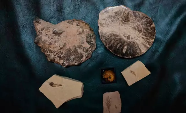 Fossils of fish, snails, tadpoles and fern leaves are seen among the collection of Aditya Vij, an Indian anthropologist and an avid collector of artifacts, at his house in New Delhi, India, April 18, 2025. (AP Photo/Manish Swarup)