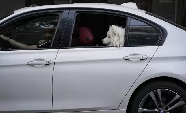 A dog sits in the back seat of a car in northern Tehran, Iran, Wednesday, April 30, 2025. (AP Photo/Vahid Salemi)