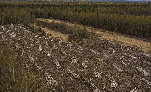 Piles of logs harvested by Sustainable Energy for Galena, Alaska, sit out to dry to be used in a biomass heating system at the Galena Interior Learning Academy, on Wednesday, May 21, 2025, in Galena. (AP Photo/John Locher)