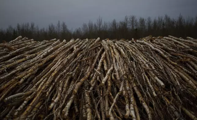 Stacks of logs sit to dry, to be used for the biomass heating system for Galena Interior Learning Academy, on Sunday, May 18, 2025, in Galena, Alaska. (AP Photo/John Locher)