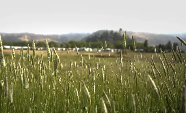 Brush grows in Calistoga, Calif., Tuesday, May 27, 2025. (AP Photo/Annika Hammerschlag)