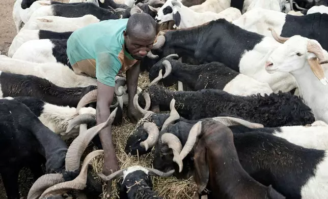 A man feeds his rams to sell ahead of Eid Al-Adha celebrations at Kara market in Ogun South west Nigeria, Tuesday, June 3, 2025. (AP Photo/Sunday Alamba)