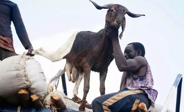 Workers offload a ram from a truck to be sold ahead of Eid Al-Adha celebrations at Kara market in Ogun South west Nigeria, Tuesday, June 3, 2025. (AP Photo/Sunday Alamba)