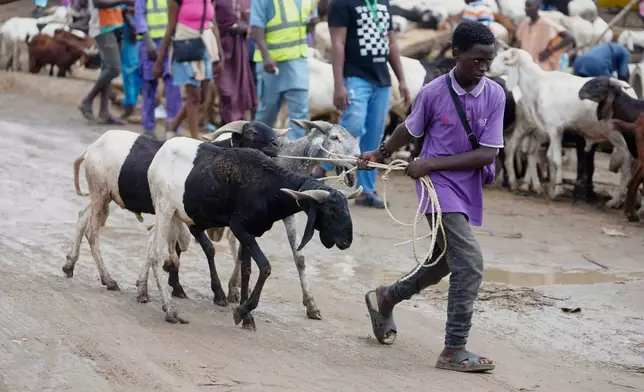 A boy sells rams ahead of Eid Al-Adha celebrations at Kara market in Ogun South west Nigeria, Tuesday, June 3, 2025. (AP Photo/Sunday Alamba)