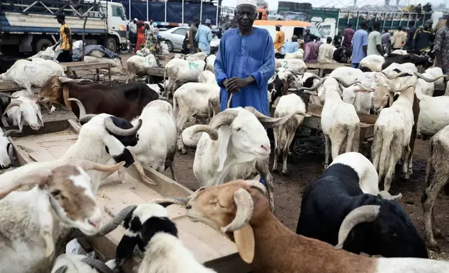 A man sells rams ahead of Eid Al-Adha celebrations at Kara market in Ogun South west, Nigeria, Tuesday, June 3, 2025. (AP Photo/Sunday Alamba)