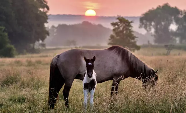 An Icelandic mare and her foal stand on a meadow at a stud farm in Wehrheim near Frankfurt, Germany, Tuesday, June 17, 2025. (AP Photo/Michael Probst)
