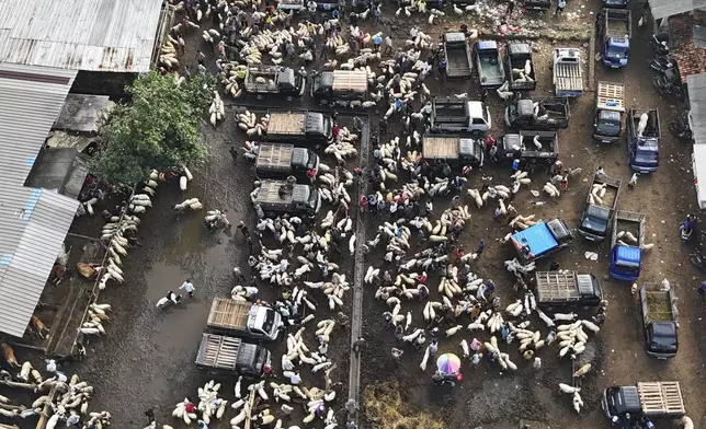 Sheep and goats for sale are seen at a livestock market ahead of Eid al-Adha festival, in Jonggol, West Java, Indonesia, Monday, June 2, 2025. (AP Photo/Achmad Ibrahim)