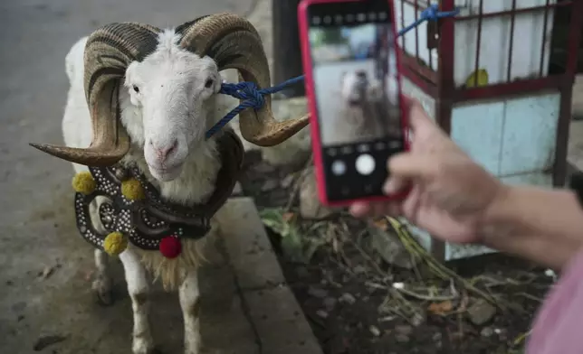 Nina Herlina uses her mobile phone to take pictures of a goat to show to a customer ahead of the Eid al-Adha festival, at her livestock stall in Jakarta, Indonesia, Wednesday, June 4, 2025.(AP Photo/Achmad Ibrahim)