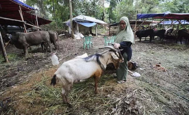 Nina Herlina pets a goat at her livestock stall ahead of the Eid al-Adha festival in Jakarta, Indonesia, Monday, June 2, 2025. (AP Photo/Achmad Ibrahim)