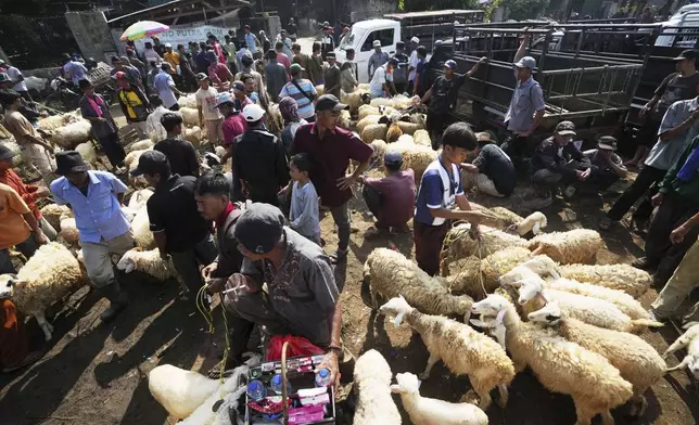 People sell cow and goats ahead of Eid al-Adha holiday at a livestock market in Jonggol, West Java, Indonesia, Monday, June 2, 2025. (AP Photo/Achmad Ibrahim)