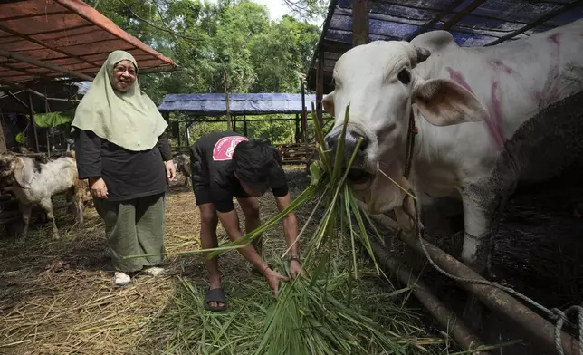 Nina Herlina, left, watches as a worker feed cows she sells ahead of the Eid al-Adha festival, at her livestock stall in Jakarta, Indonesia, Monday, June 2, 2025. (AP Photo/Achmad Ibrahim)