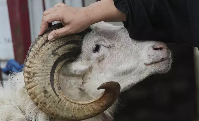 Nina Herlina pets a goat she sells ahead of the Eid al-Adha holiday at her livestock stall in Jakarta, Indonesia, Wednesday, June 4, 2025.(AP Photo/Achmad Ibrahim)