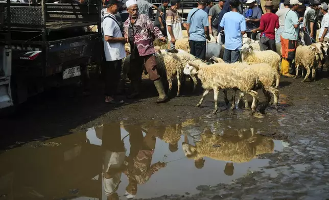 A man pulls sheep he just bought ahead of Eid al-Adha festival, at a livestock market in Jonggol, West Java, Indonesia, Monday, June 2, 2025. (AP Photo/Achmad Ibrahim)