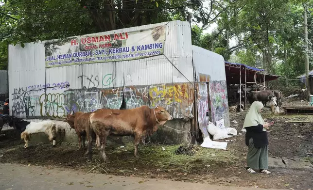 Nina Herlina uses her mobile phone at her livestock stall that bears the name of her late husband, Usman Ali, in Jakarta, Indonesia, Monday, June 2, 2025. (AP Photo/Achmad Ibrahim)