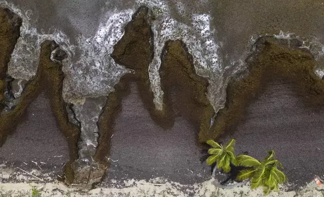 Sargassum covers the coast of Playa Lucía, Yabucoa, Puerto Rico, Monday, June 2, 2025. (AP Photo/Alejandro Granadillo)