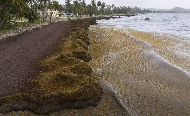 Piles of sargassum stretch across the shore in Playa Lucía, Yabucoa, Puerto Rico, Monday, June 2, 2025. (AP Photo/Alejandro Granadillo)