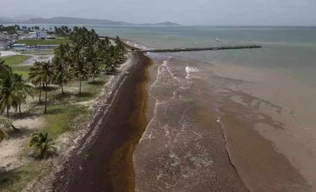 An aerial view shows Punta Santiago's pier and waterfront surrounded by sargassum in Humacao, Puerto Rico, Monday, June 2, 2025. (AP Photo/Alejandro Granadillo)