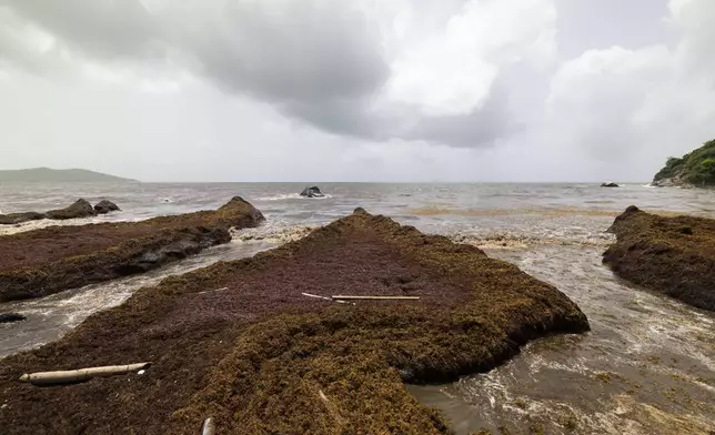 Sargassum gathers off the coast of Playa Lucía, Yabucoa, Puerto Rico, Monday, June 2, 2025. (AP Photo/Alejandro Granadillo)