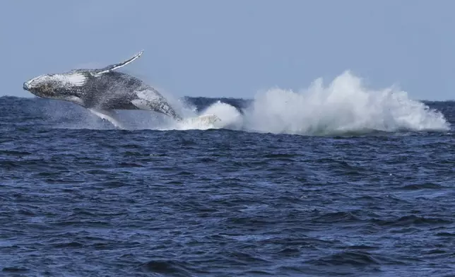 Two humpback whales breach off the coast of Port Stephens, north of Sydney, Australia, on June 18, 2025. (AP Photo/Mark Baker)
