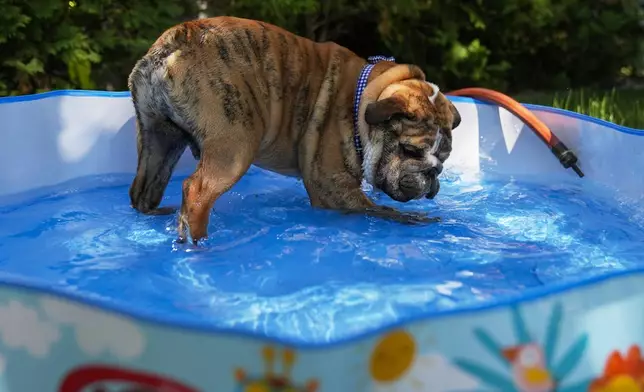 Bubba the English Bulldog plays in a pool in his family's front yard on a hot Friday, June 20, 2025, in Chicago. (AP Photo/Erin Hooley)