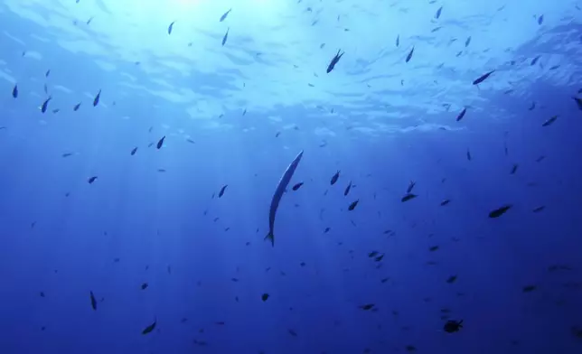 A barracuda, center, swims in the protected area of France's Porquerolles National Park ahead of the U.N. Ocean Conference on Friday, June 6, 2025. (AP Photo/Annika Hammerschlag)