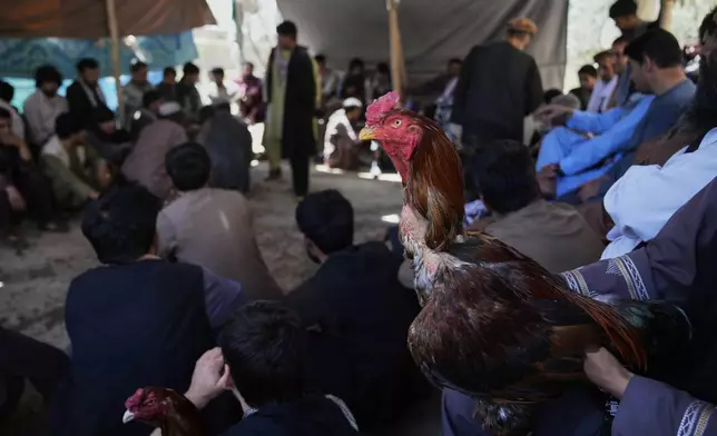 A rooster is held by its owner as they wait for their fight at a cockfighting venue in Kabul, Afghanistan, Friday, May 30, 2025. (AP Photo/Ebrahim Noroozi)