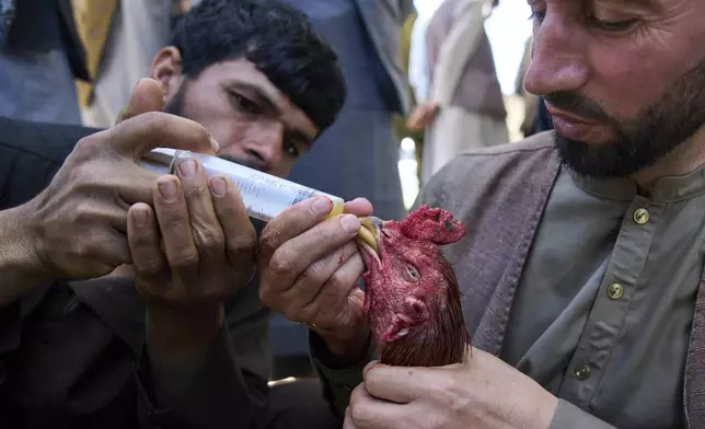 Owners give their fighting rooster energy supplements before the fight begins at a cockfighting venue in Kabul, Afghanistan, Friday, May 30, 2025. (AP Photo/Ebrahim Noroozi)