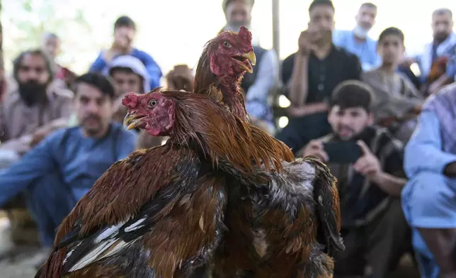 Roosters fight as Afghan men watch and bet at a cockfighting venue in Kabul, Afghanistan, Friday, May 30, 2025. (AP Photo/Ebrahim Noroozi)