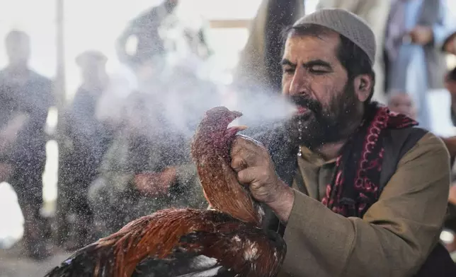 An Afghan man cools his rooster by sprinkling water on it to prepare for battle at a cockfighting venue in Kabul, Afghanistan, Friday, May 30, 2025. (AP Photo/Ebrahim Noroozi)