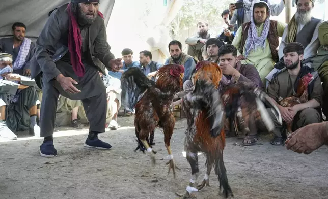Roosters fight as Afghan men watch and place bets at a cockfighting venue in Kabul, Afghanistan, Friday, May 30, 2025. (AP Photo/Ebrahim Noroozi)"